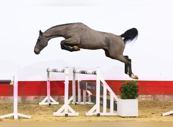 KWPN, Semental, 3 años, 167 cm, Morcillo