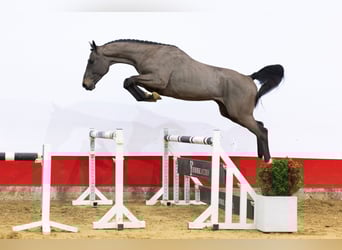 KWPN, Semental, 3 años, 167 cm, Morcillo