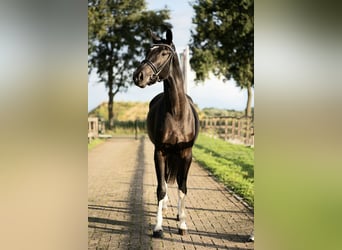 KWPN, Semental, 3 años, 167 cm, Negro