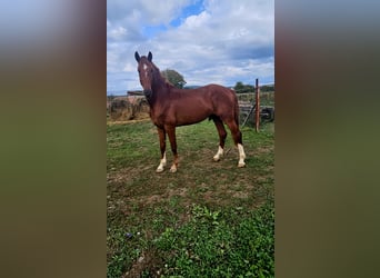 KWPN, Semental, 3 años, 168 cm, Alazán-tostado
