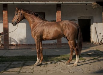 KWPN, Semental, 3 años, 168 cm, Alazán-tostado