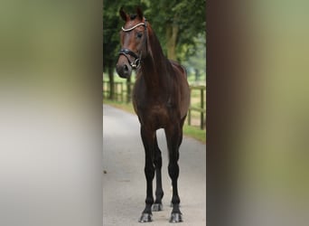 KWPN, Semental, 3 años, 168 cm, Castaño