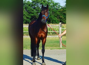 KWPN, Semental, 3 años, 168 cm, Castaño