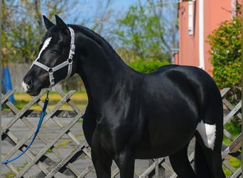 KWPN, Semental, 3 años, 168 cm, Pío