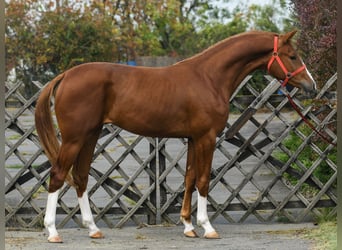 KWPN, Semental, 3 años, 169 cm, Alazán