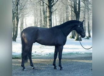 KWPN, Semental, 3 años, 169 cm, Tordillo negro