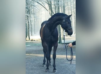 KWPN, Semental, 3 años, 169 cm, Tordillo negro