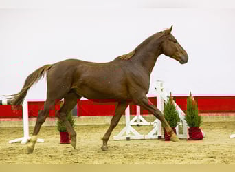 KWPN, Semental, 3 años, 170 cm, Alazán