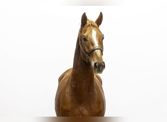 KWPN, Semental, 3 años, 170 cm, Alazán