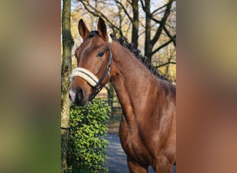KWPN, Semental, 3 años, 170 cm, Castaño