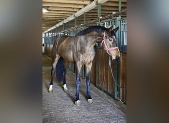 KWPN, Semental, 3 años, 170 cm, Castaño