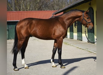 KWPN, Semental, 3 años, 170 cm, Castaño