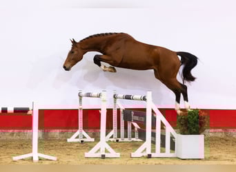 KWPN, Semental, 3 años, 170 cm, Castaño