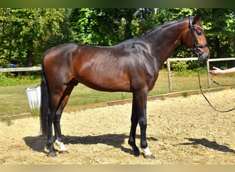 KWPN, Semental, 3 años, 170 cm, Castaño oscuro