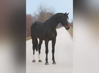 KWPN, Semental, 3 años, 170 cm, Castaño oscuro