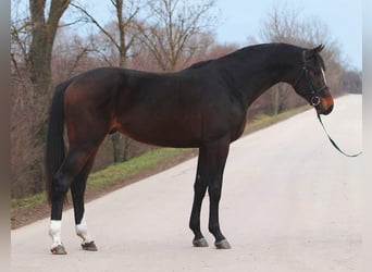 KWPN, Semental, 3 años, 170 cm, Castaño oscuro