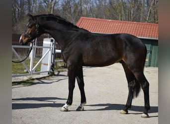 KWPN, Semental, 3 años, 170 cm, Castaño oscuro