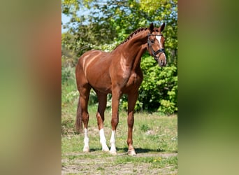 KWPN, Semental, 3 años, 171 cm, Castaño claro