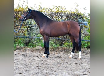 KWPN, Semental, 3 años, 171 cm, Castaño oscuro