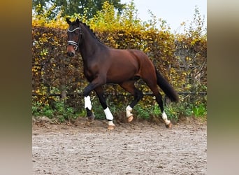 KWPN, Semental, 3 años, 171 cm, Castaño oscuro