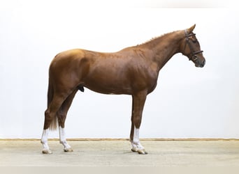 KWPN, Semental, 3 años, 172 cm, Alazán