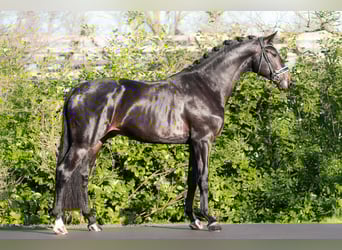 KWPN, Semental, 3 años, 172 cm, Morcillo