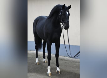 KWPN, Semental, 3 años, 173 cm, Negro