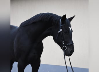 KWPN, Semental, 3 años, 173 cm, Negro