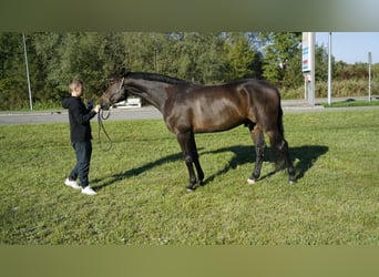 KWPN, Semental, 3 años, Castaño