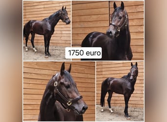 KWPN, Semental, 3 años, Castaño oscuro