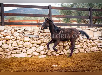 KWPN, Semental, 4 años, 160 cm, Negro