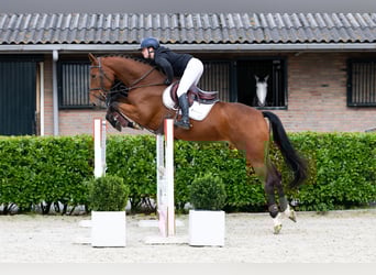 KWPN, Semental, 4 años, 163 cm, Castaño
