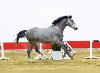 KWPN, Semental, 4 años, 163 cm, Tordo rodado