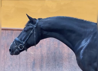 KWPN, Semental, 4 años, 167 cm, Negro