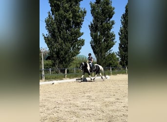 KWPN, Semental, 4 años, 170 cm, Pío