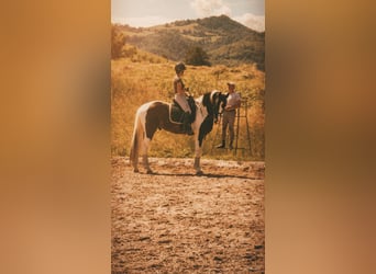 KWPN, Semental, 4 años, 170 cm, Pío