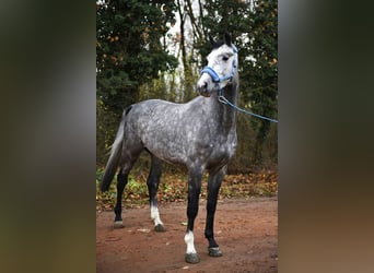 KWPN, Semental, 4 años, 172 cm, Tordo rodado