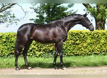 KWPN, Semental, 4 años, 174 cm, Morcillo