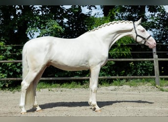 KWPN, Semental, 5 años, 167 cm, Cremello