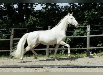 KWPN, Semental, 5 años, 167 cm, Cremello