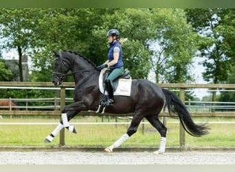 KWPN, Semental, 5 años, 170 cm, Negro