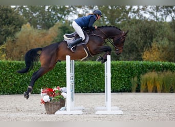 KWPN, Semental, 5 años, 172 cm, Castaño