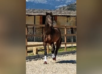 KWPN, Semental, 5 años, 174 cm, Castaño