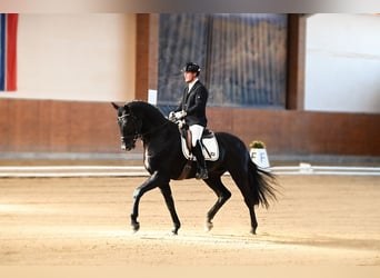 KWPN, Semental, 5 años, 175 cm, Negro