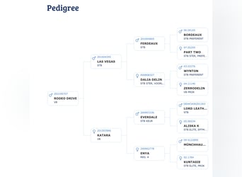 KWPN, Semental, 5 años, 177 cm, Castaño oscuro