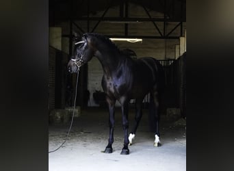 KWPN, Semental, 5 años, 177 cm, Castaño oscuro