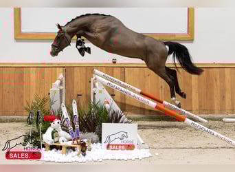 KWPN, Semental, 5 años