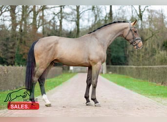 KWPN, Semental, 5 años