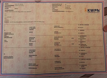 KWPN, Semental, 5 años