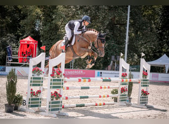 KWPN, Semental, 6 años, 167 cm, Alazán-tostado